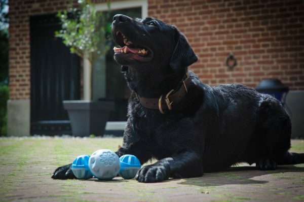 CoolPets Cooling Frozen Bone