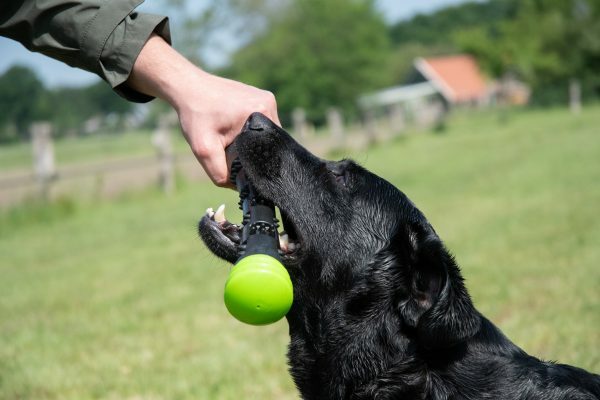 Dog Comets Meteor Werpstok groen L