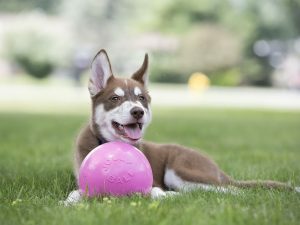 Speelbal voor honden