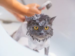 Shampoo katten