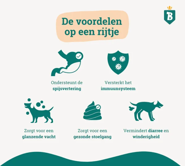 Probiotica maag en darm - Hond